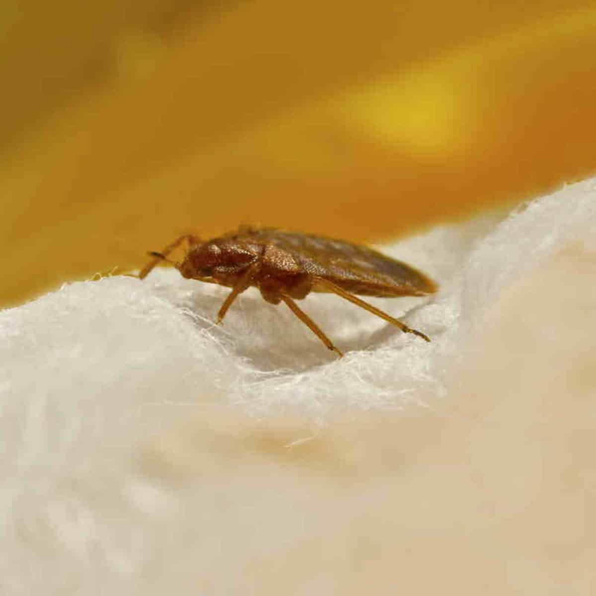 Cimici dei letti in viaggio nascoste nella valigia e nei bagagli