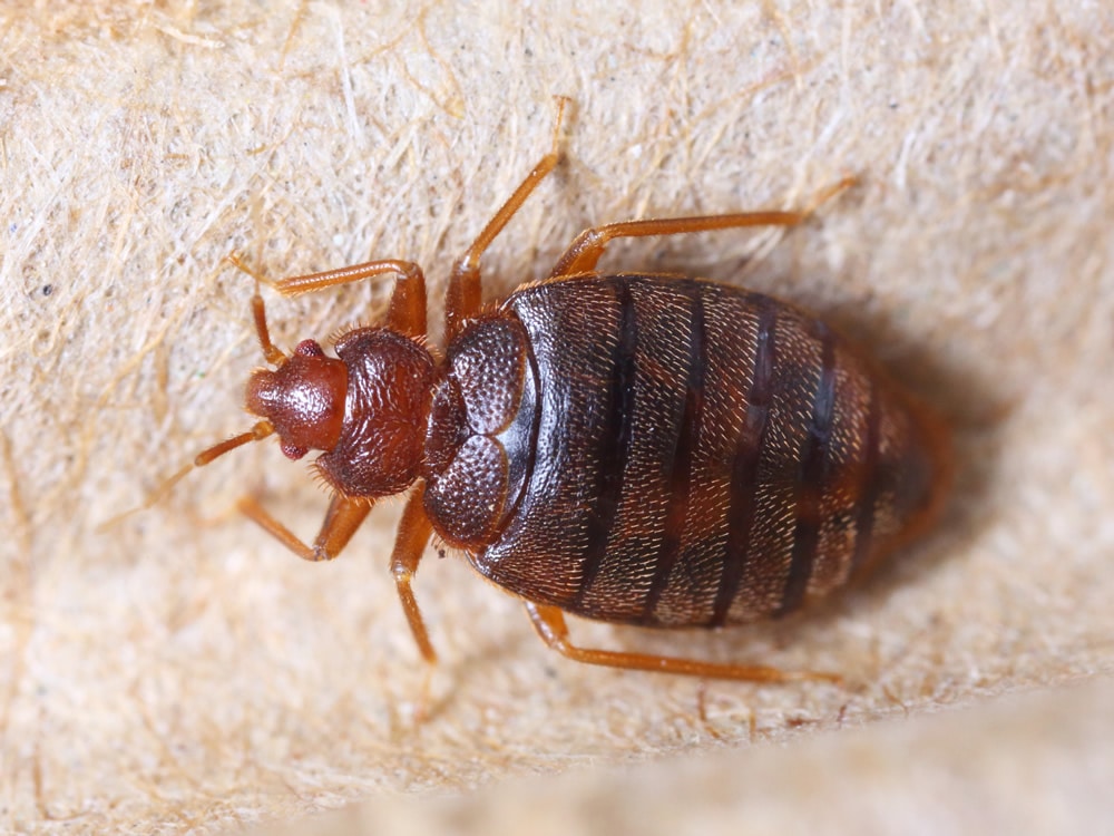 Foto cimici dei letti: cimice adulta