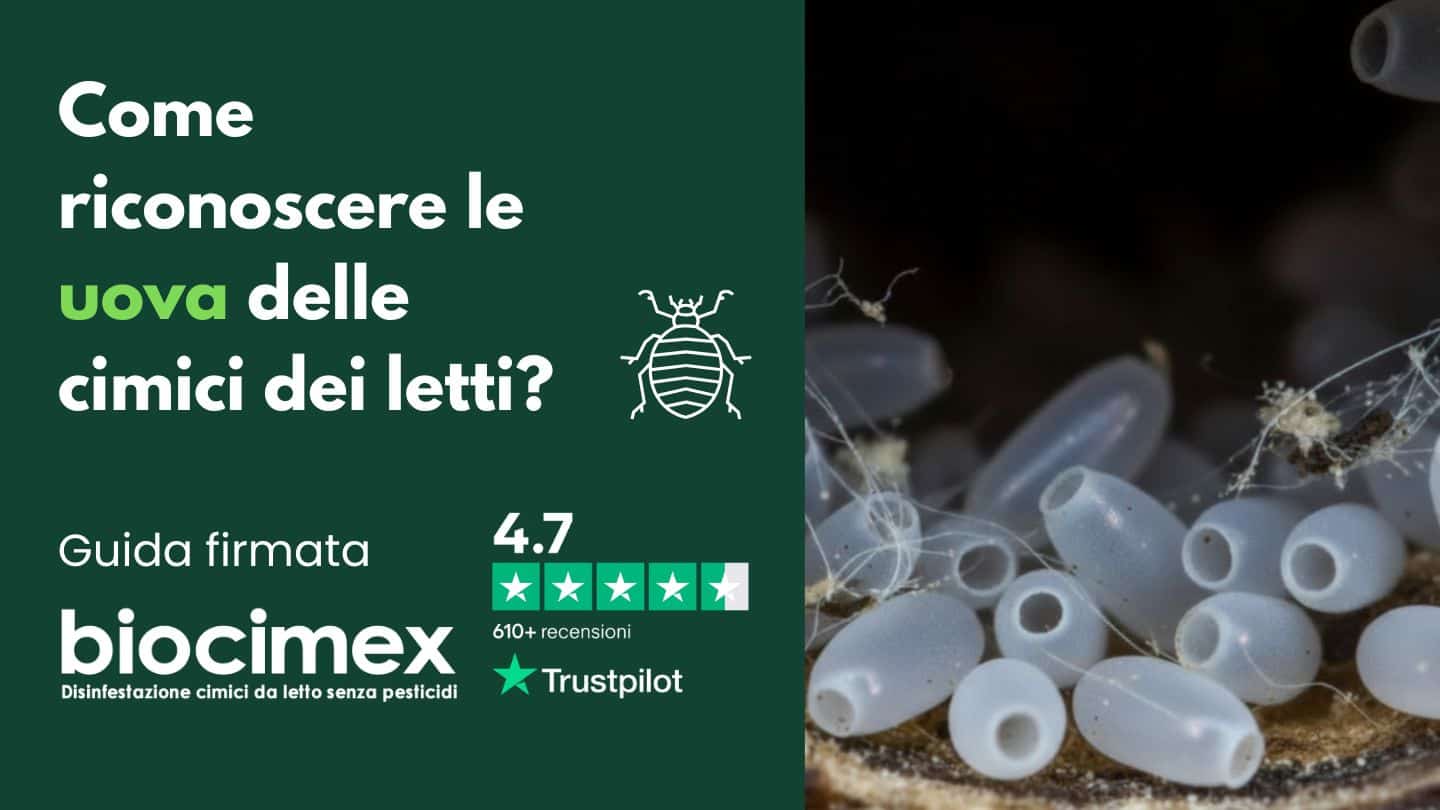 Foto cimici dei letti: uova