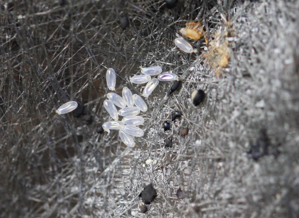 Foto reale di cimice dei letti adulta con uova